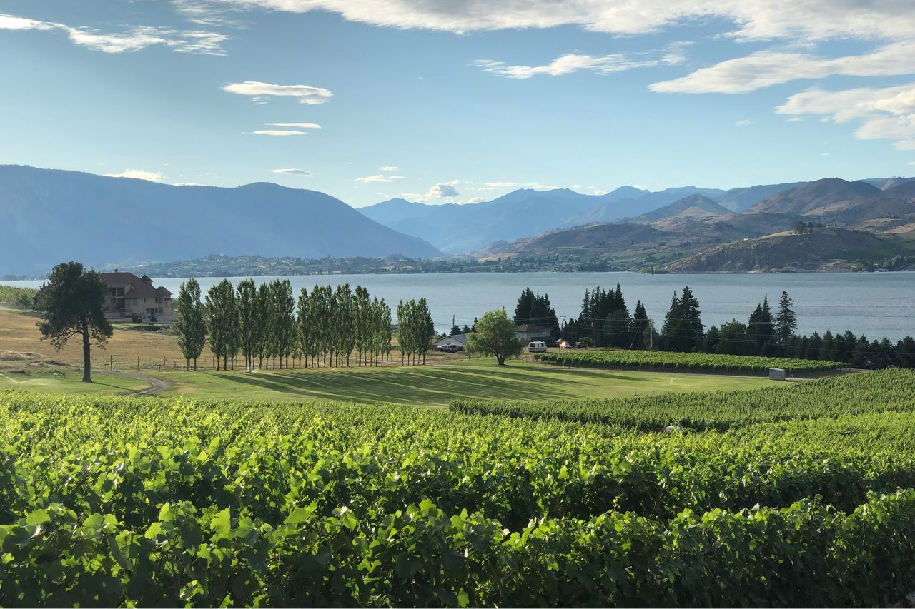 Lake Chelan Vineyard from ideadad via unsplash